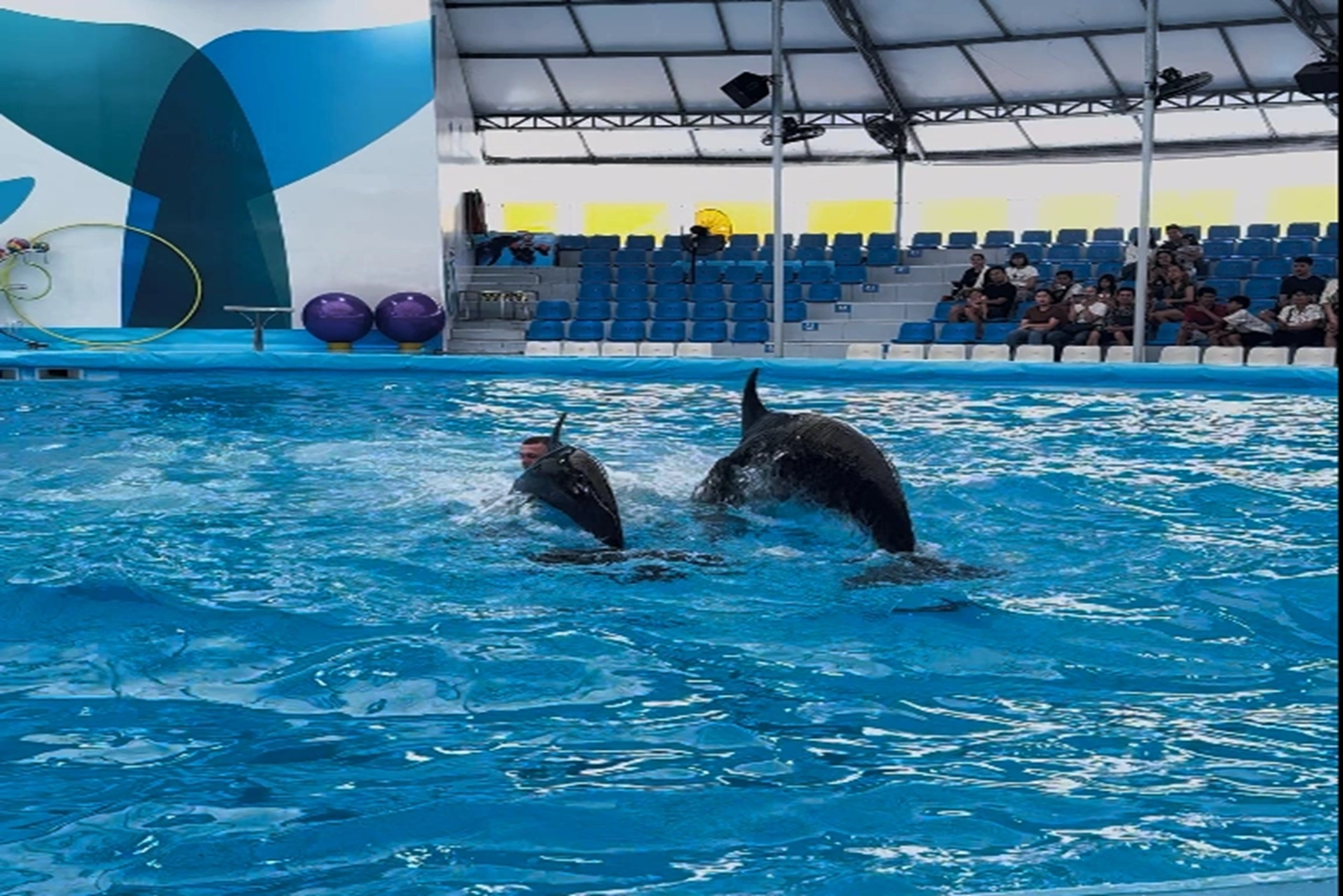 Dolphin show (16) (1)
