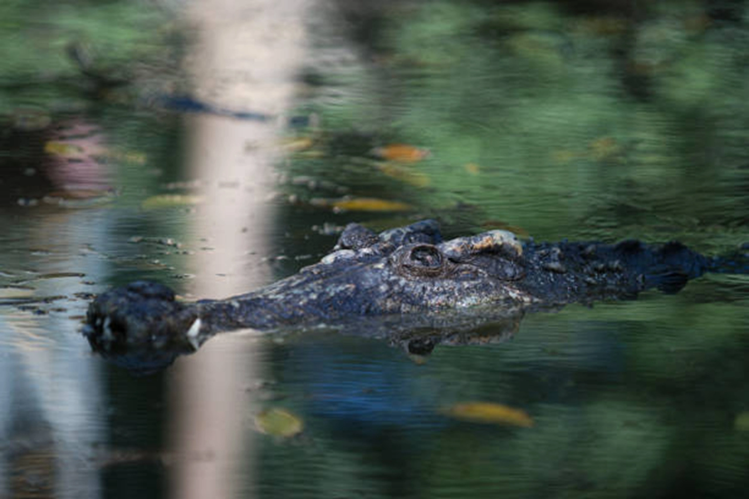 crocodile (9)