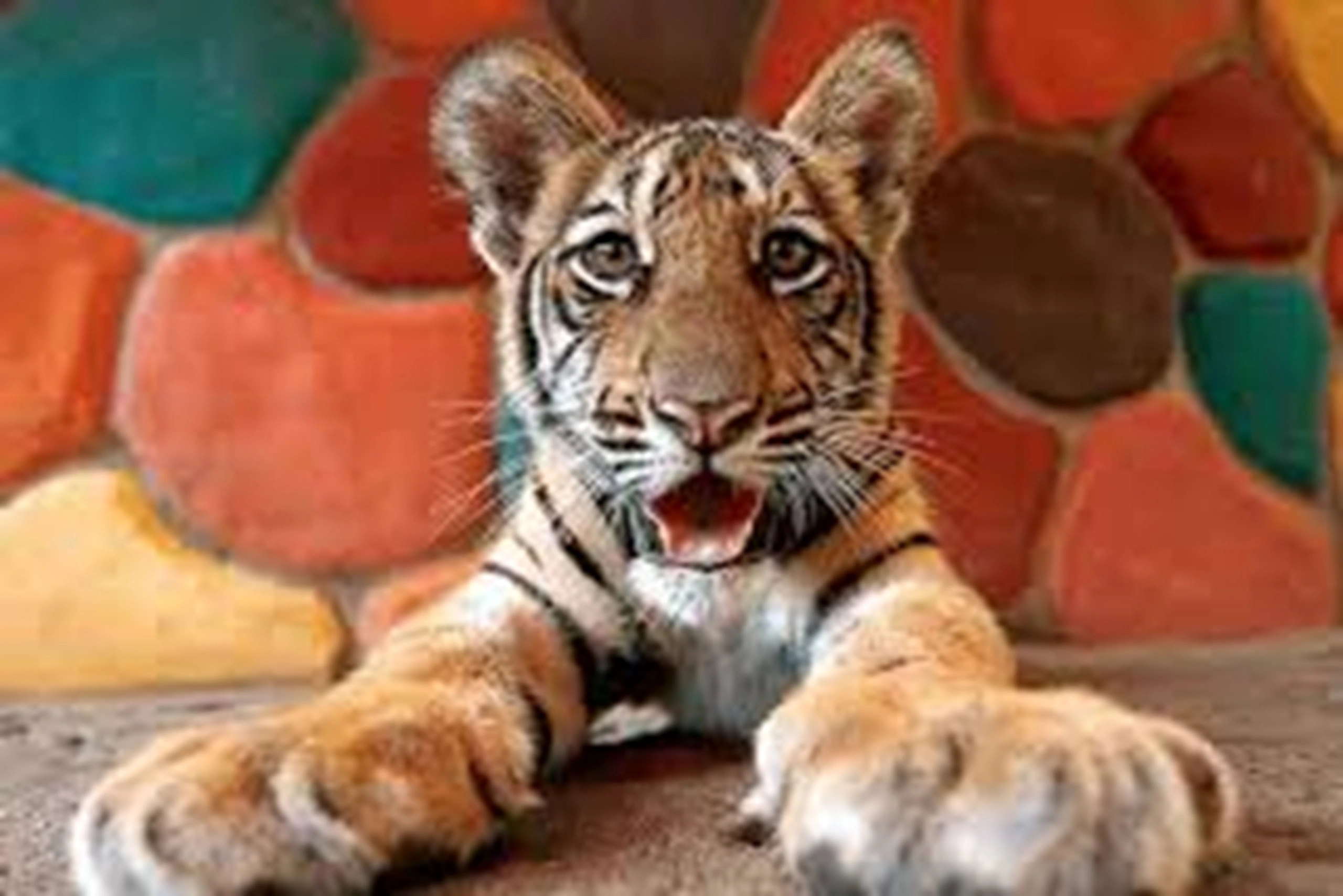 tiger-topia123